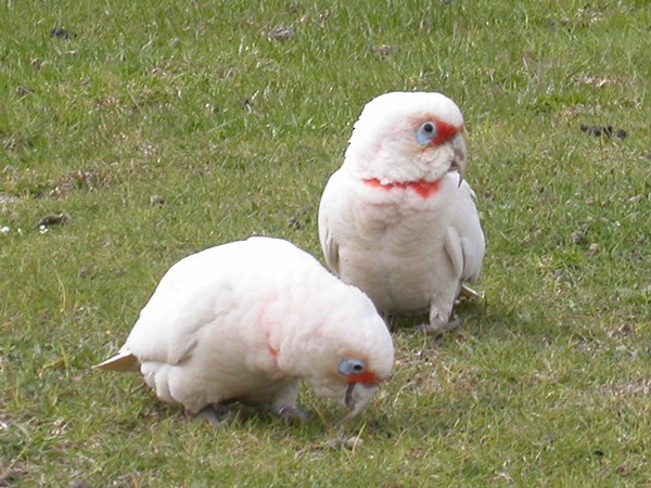 Long-billed Corella - ML51836251