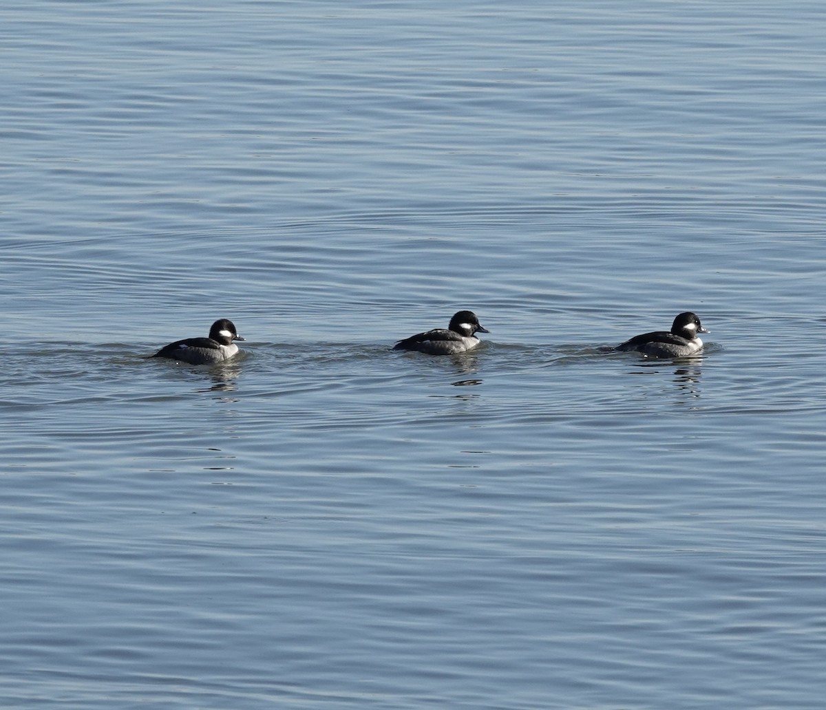 Bufflehead - ML518362951