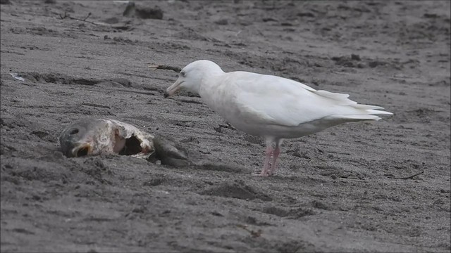 Glaucous Gull - ML518363111