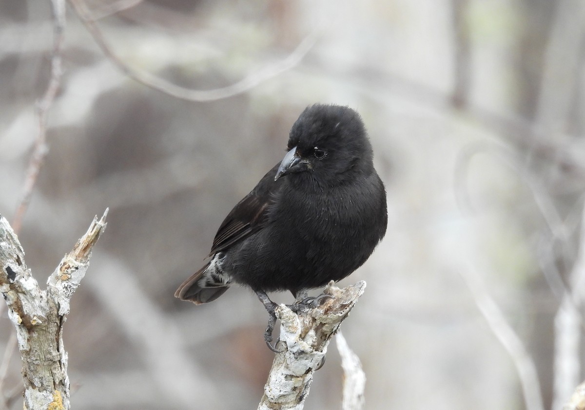 Small Ground-Finch - ML518364931