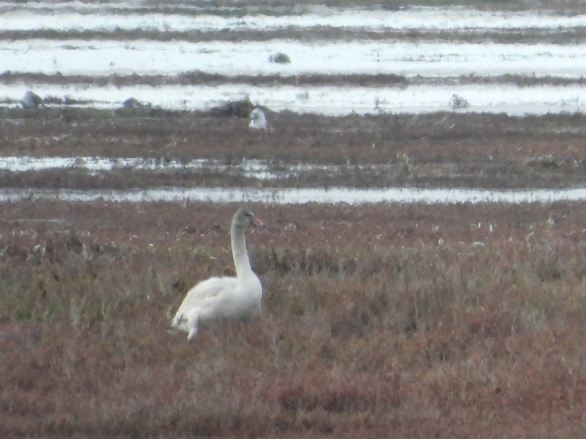 Tundra Swan - ML518365111