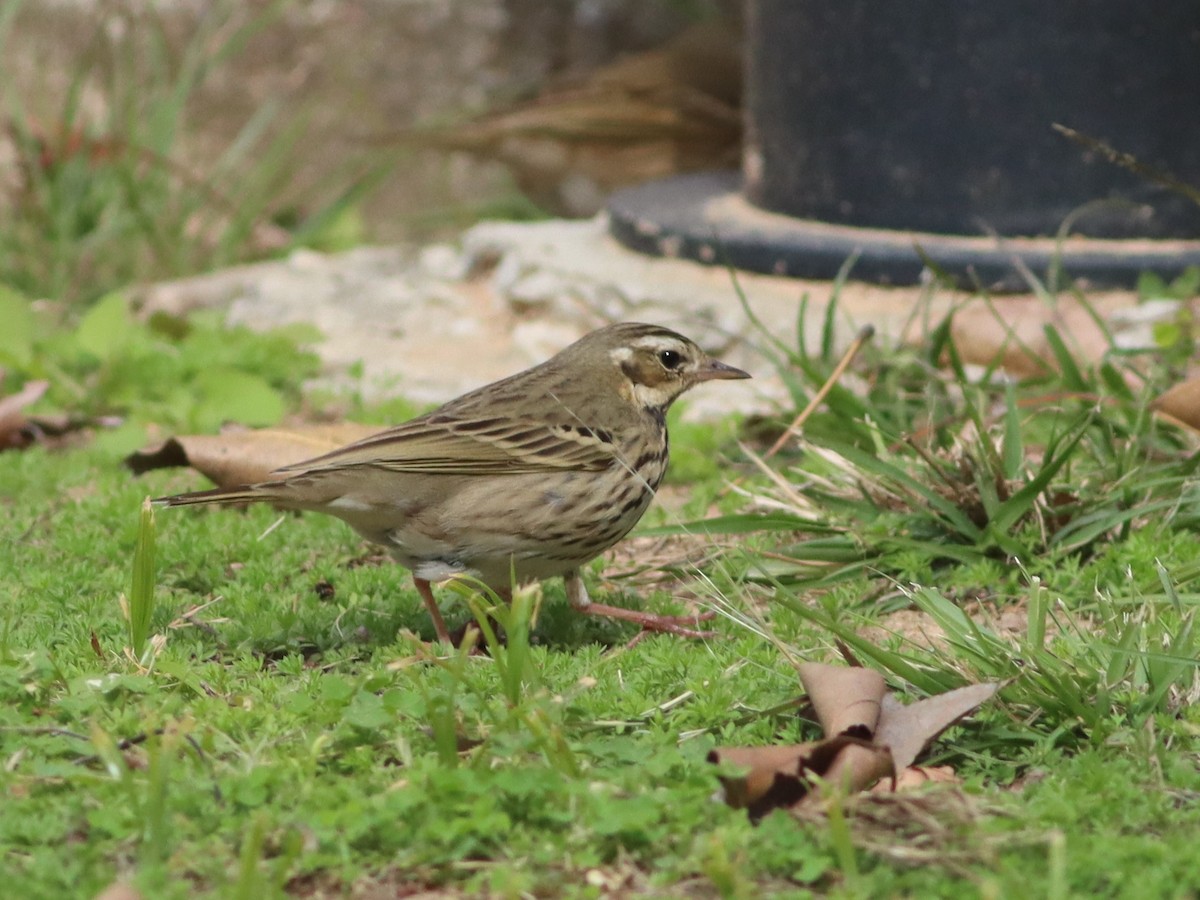 Olive-backed Pipit - ML518365281