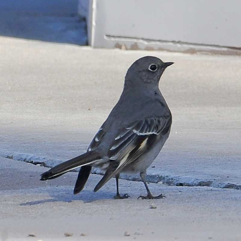 Townsend's Solitaire - ML518365531