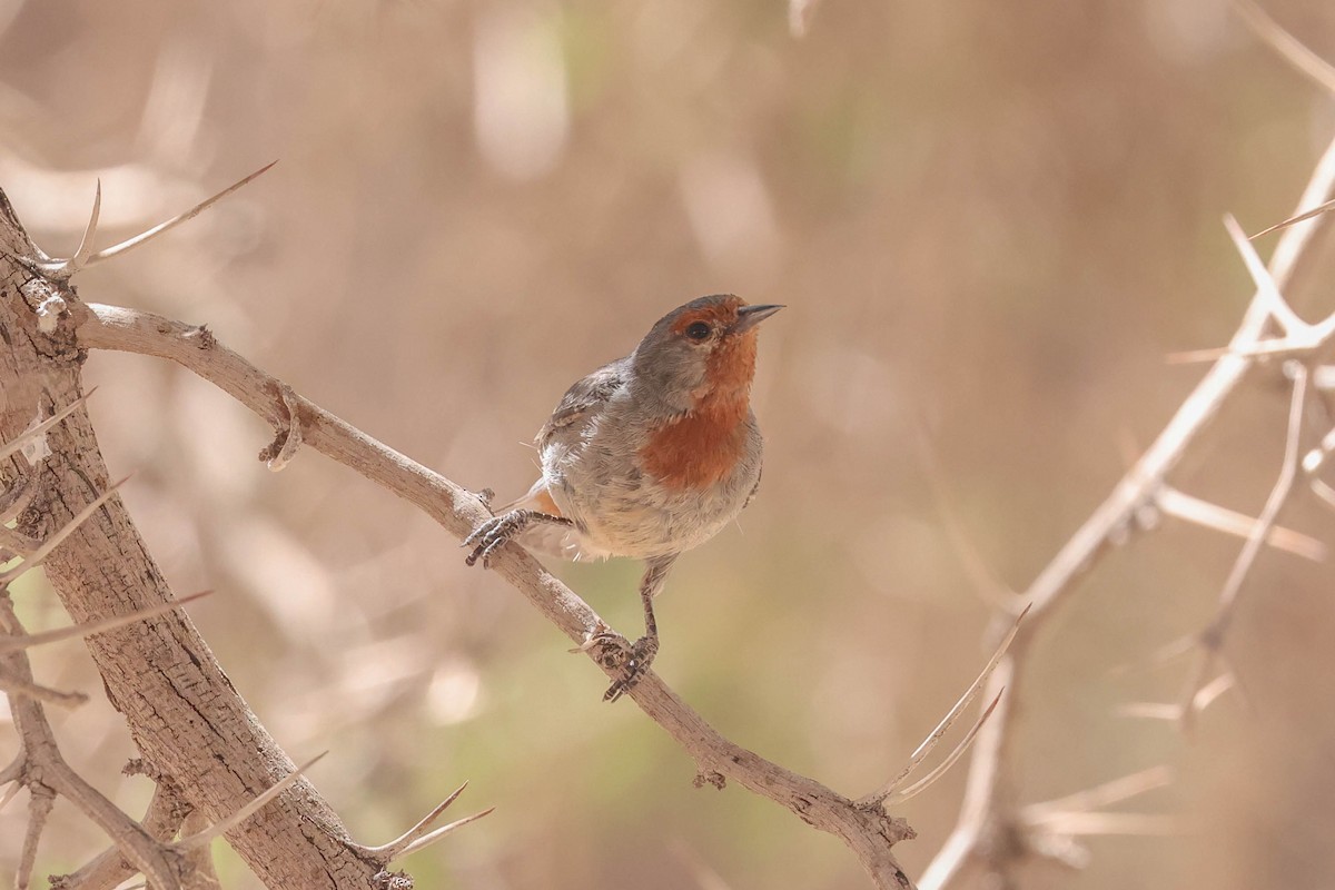 Tamarugo Conebill - Allison Miller