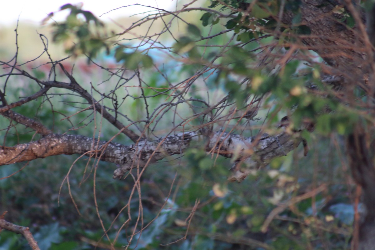 Socorro Wren - ML518366791