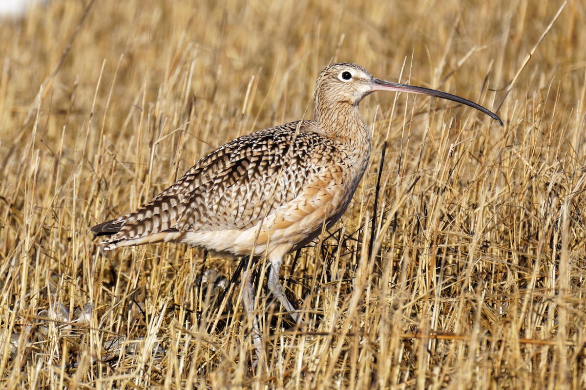 Long-billed Curlew - Timothy Burnett
