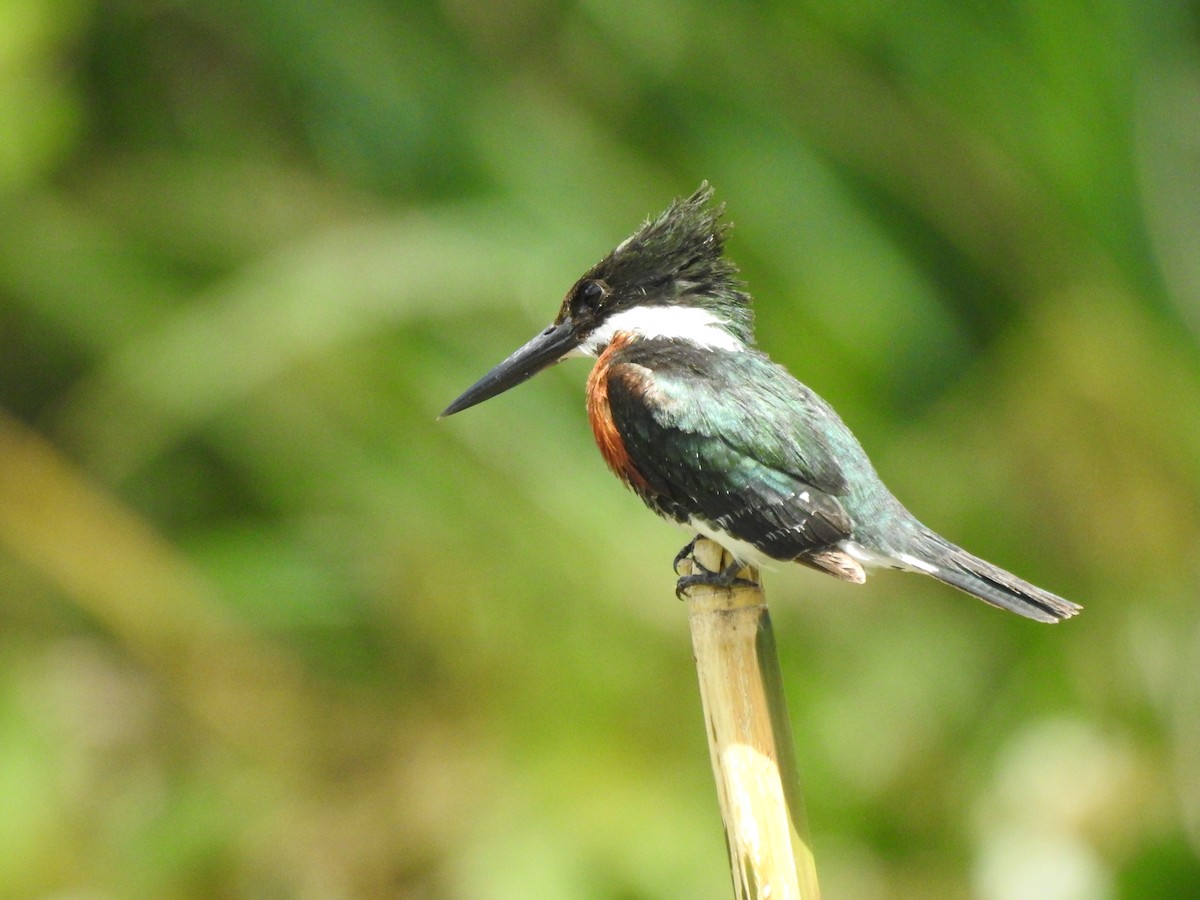 Green Kingfisher - ML518369871