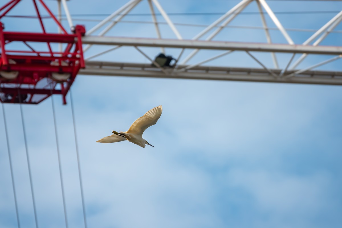 Little Egret - ML518370631