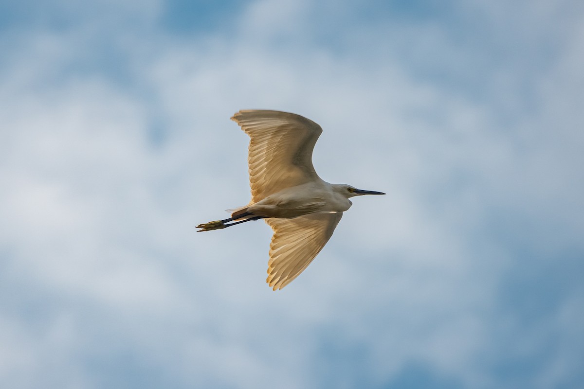 Little Egret - ML518370641