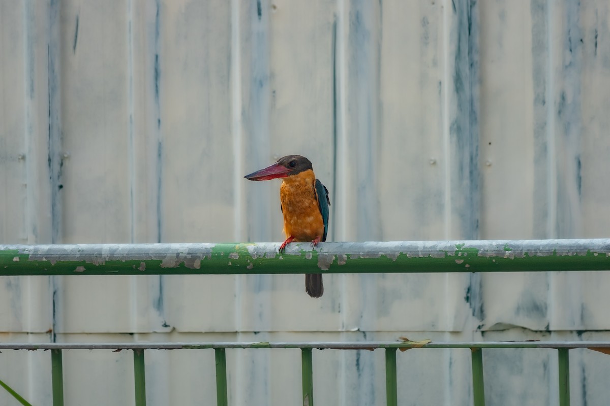 Stork-billed Kingfisher - ML518370671