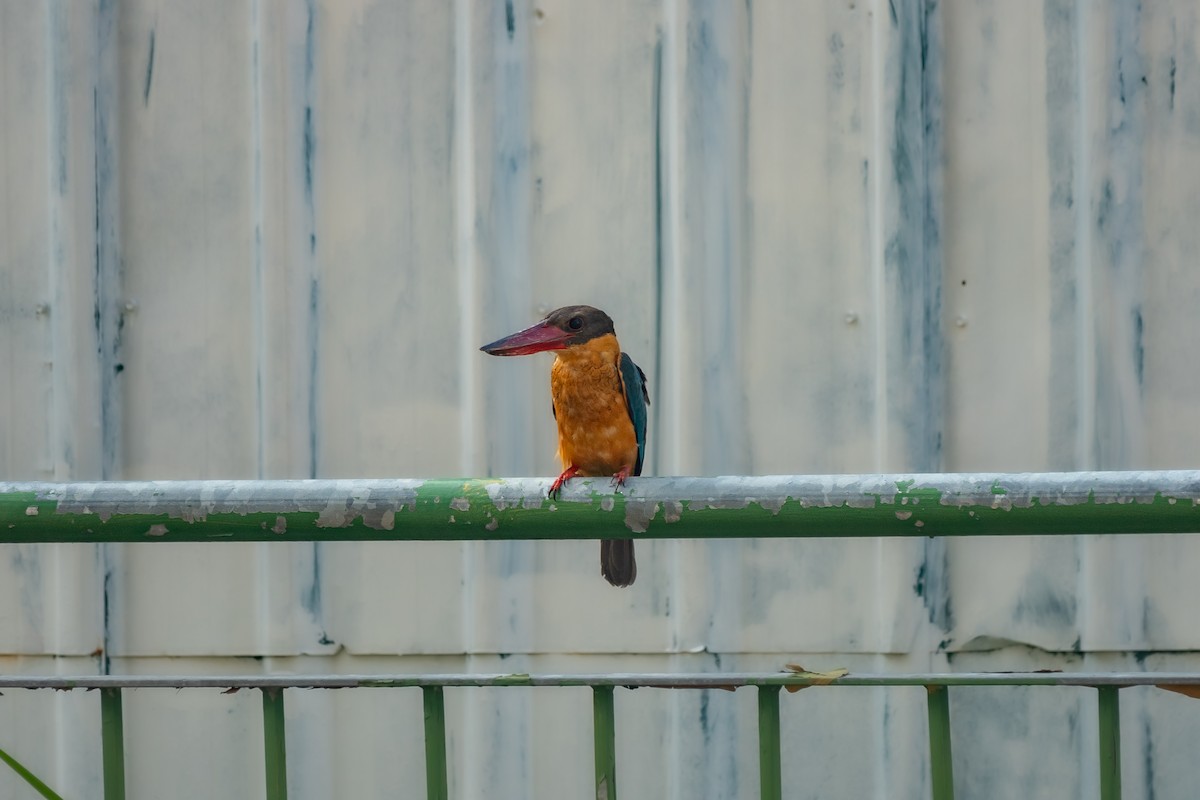 Stork-billed Kingfisher - ML518370671