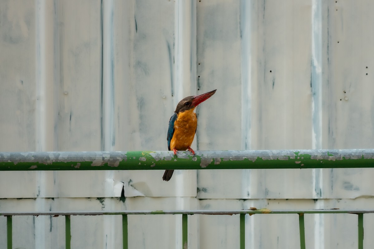 Stork-billed Kingfisher - ML518370681