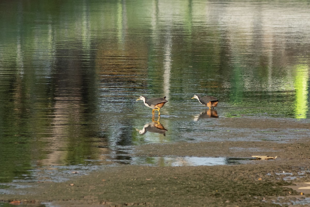 White-breasted Waterhen - ML518370971