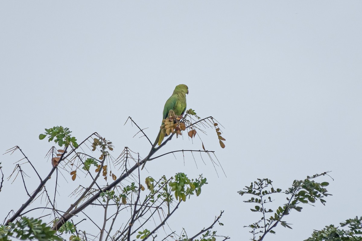 Rose-ringed Parakeet - ML518372031