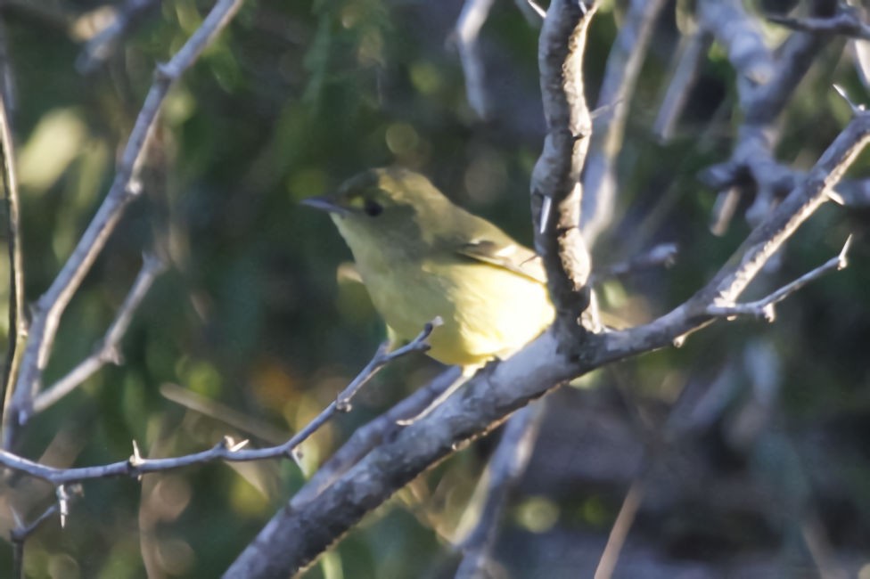 mangrovevireo - ML518374201