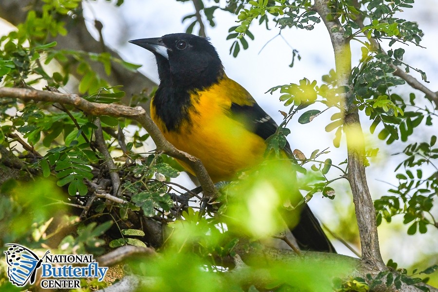 Audubon's Oriole - Baceliza Monroe