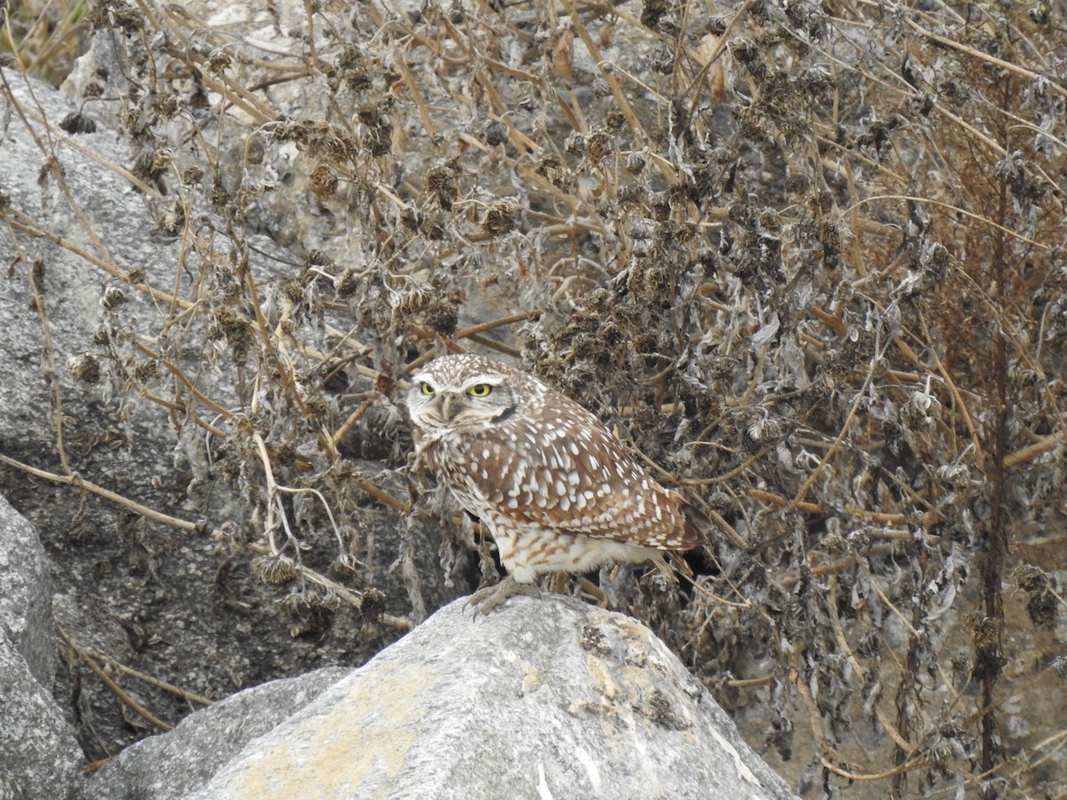 Burrowing Owl - ML518375381