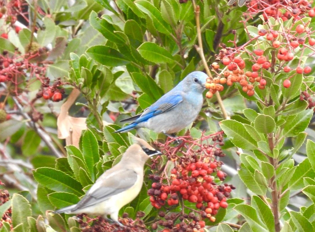 Mountain Bluebird - ML518375461