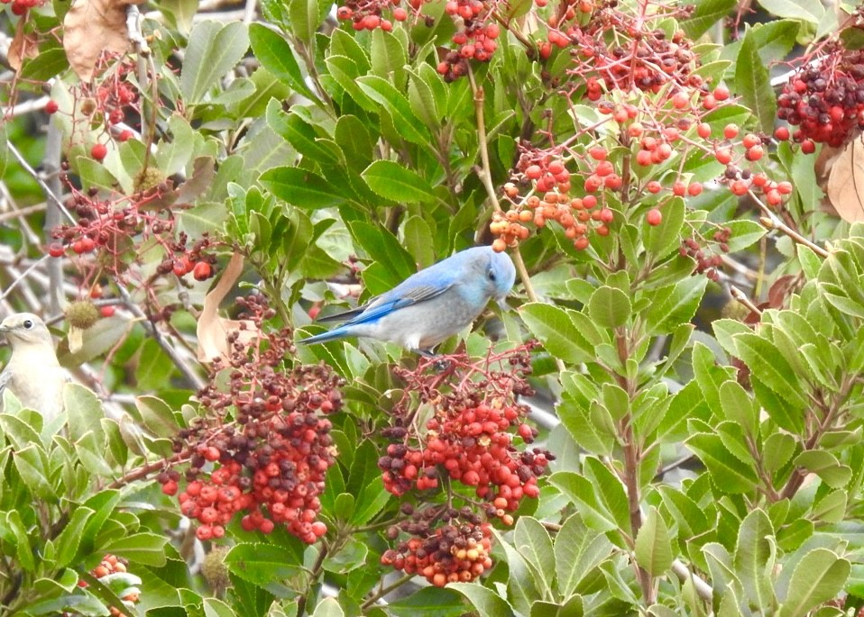 Mountain Bluebird - ML518375471