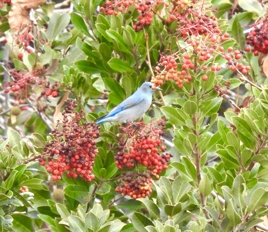 Mountain Bluebird - ML518375481