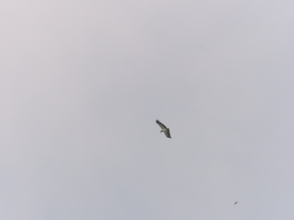 King Vulture - ML518376691