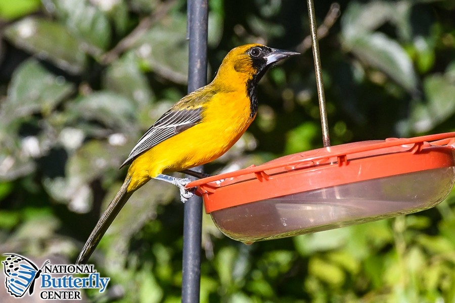 Hybride Oriole à gros bec x O. d'Audubon - ML518376911