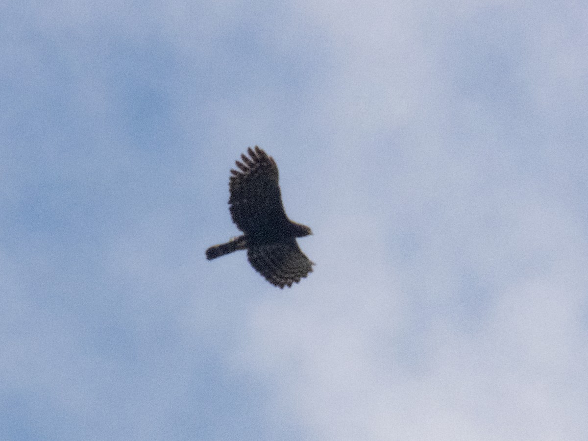 Black Hawk-Eagle - ML518377071