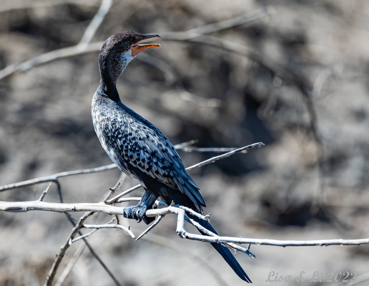 Long-tailed Cormorant - ML518377501