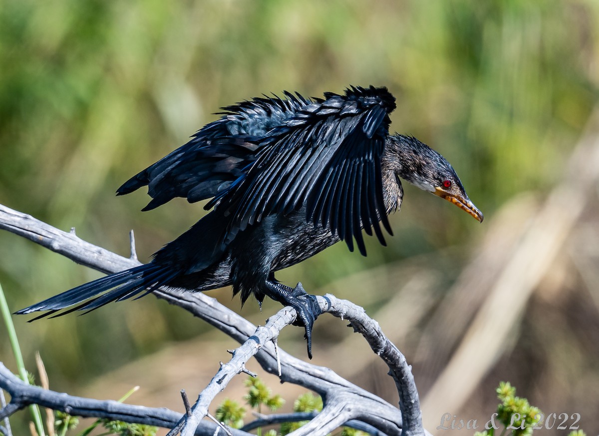 Long-tailed Cormorant - ML518377911