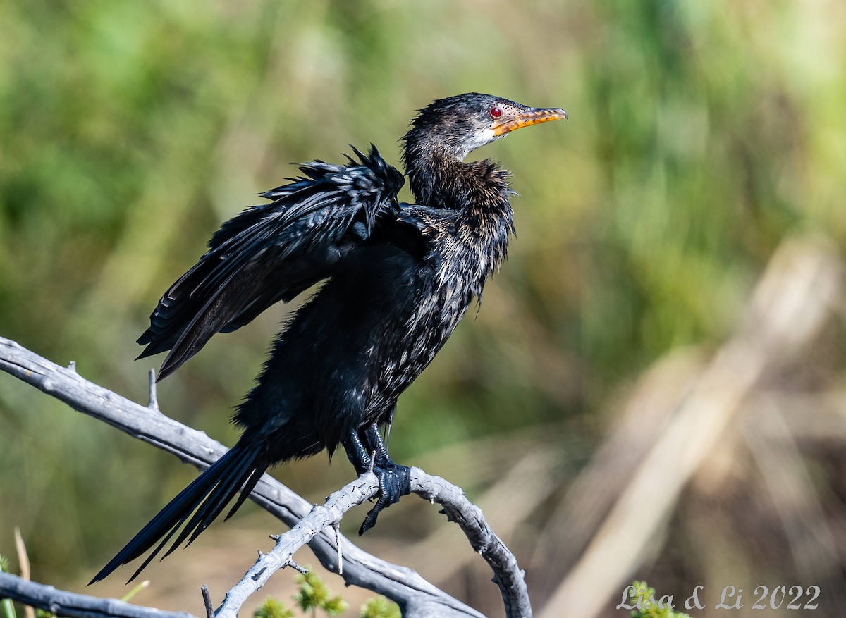 Long-tailed Cormorant - ML518377921