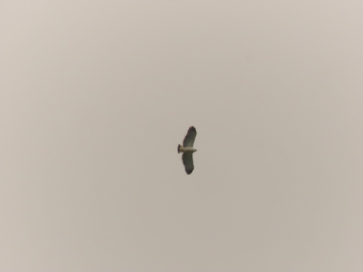 White Hawk - ML518378191