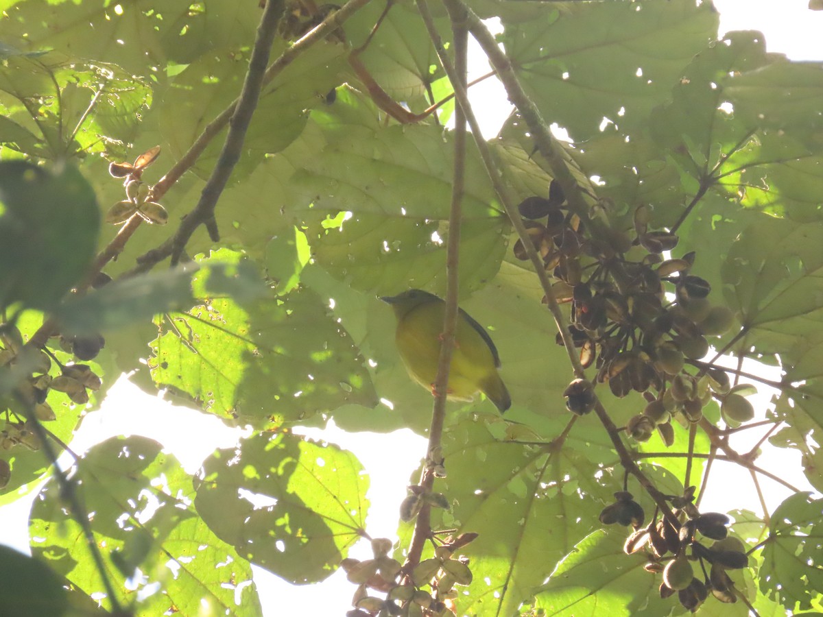 Orange-collared Manakin - ML518378351