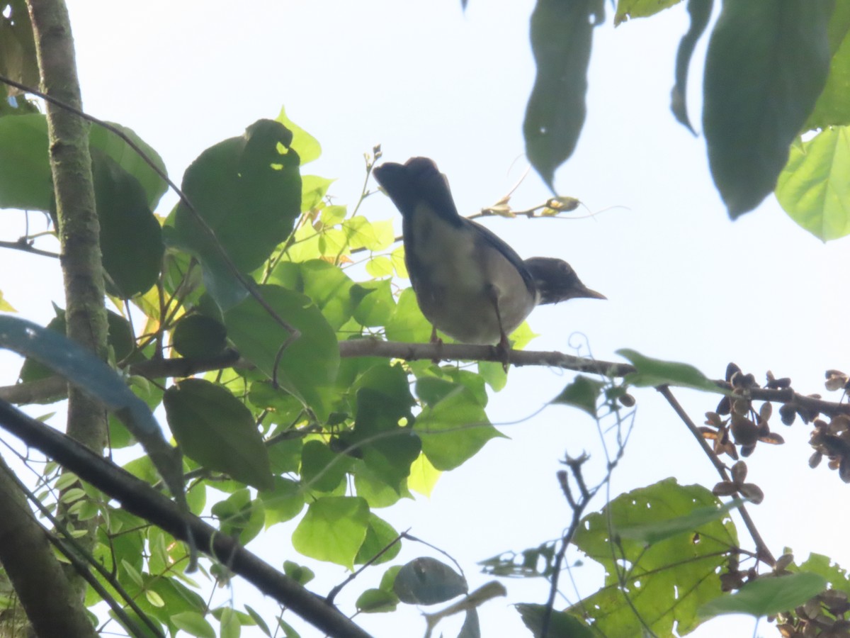 White-throated Thrush - ML518378451