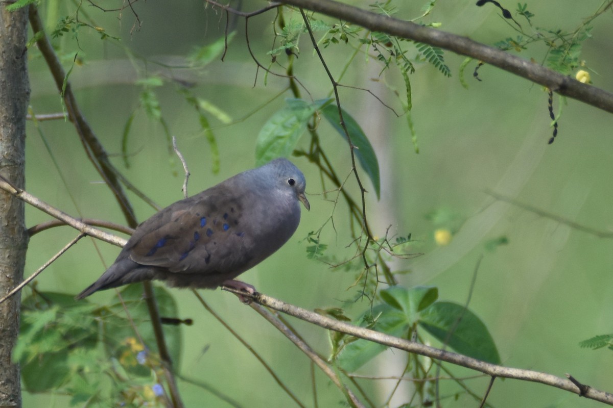Plain-breasted Ground Dove - ML518378531