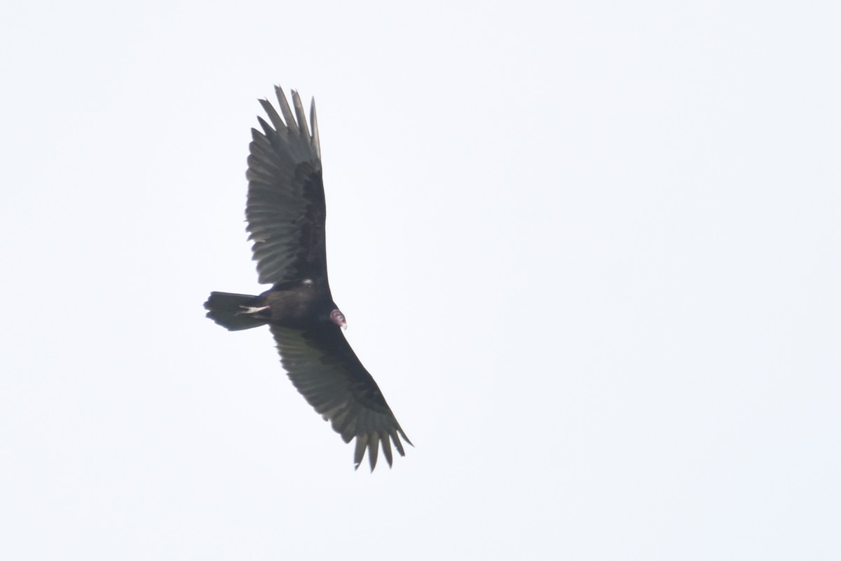 Turkey Vulture - ML518378601