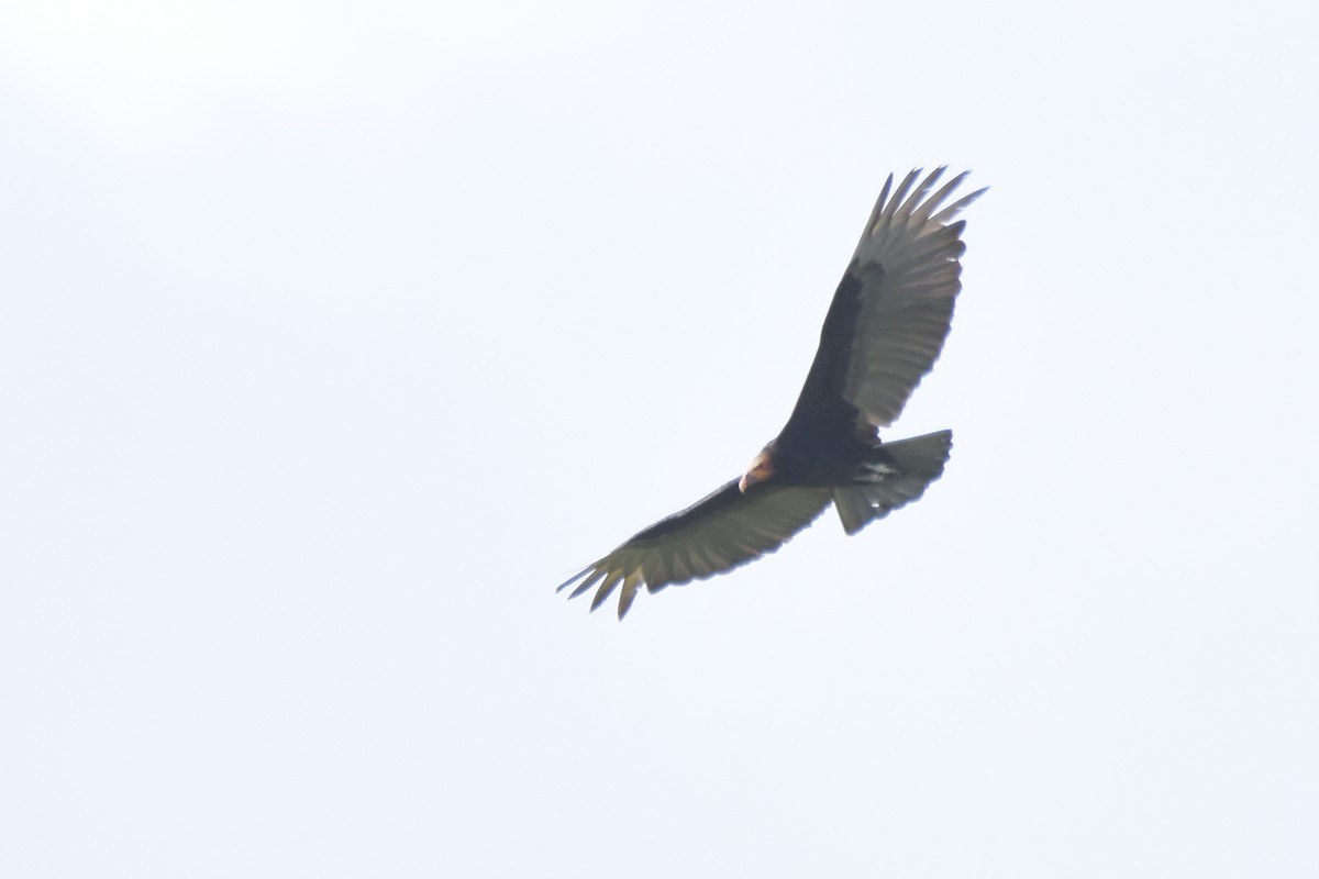 Lesser Yellow-headed Vulture - ML518378681