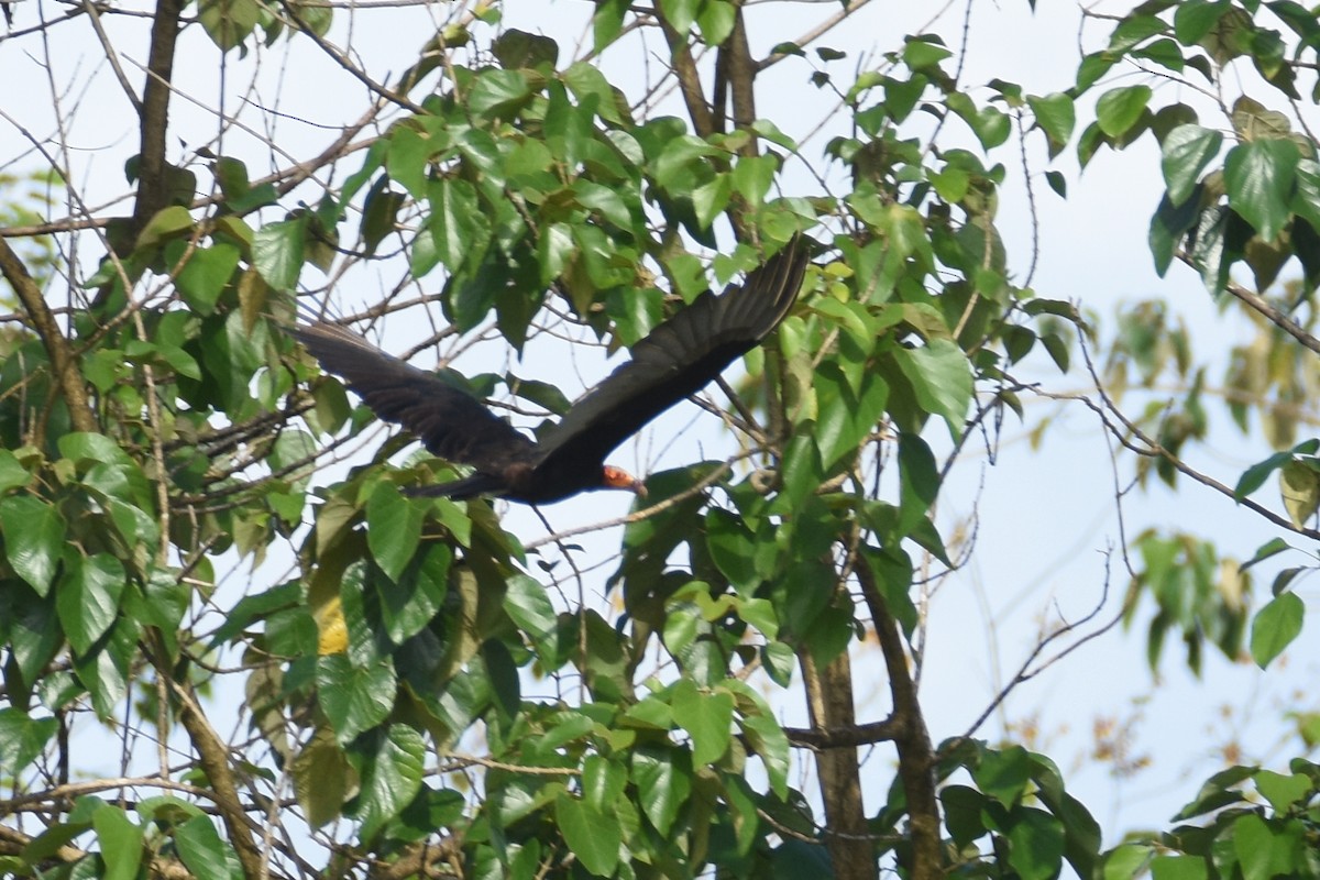 Lesser Yellow-headed Vulture - ML518378721