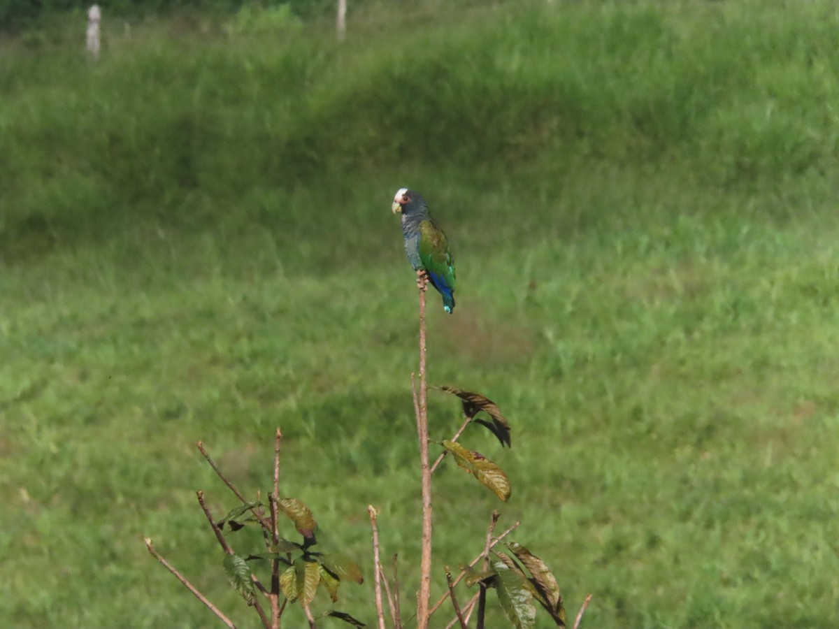 White-crowned Parrot - ML518378801