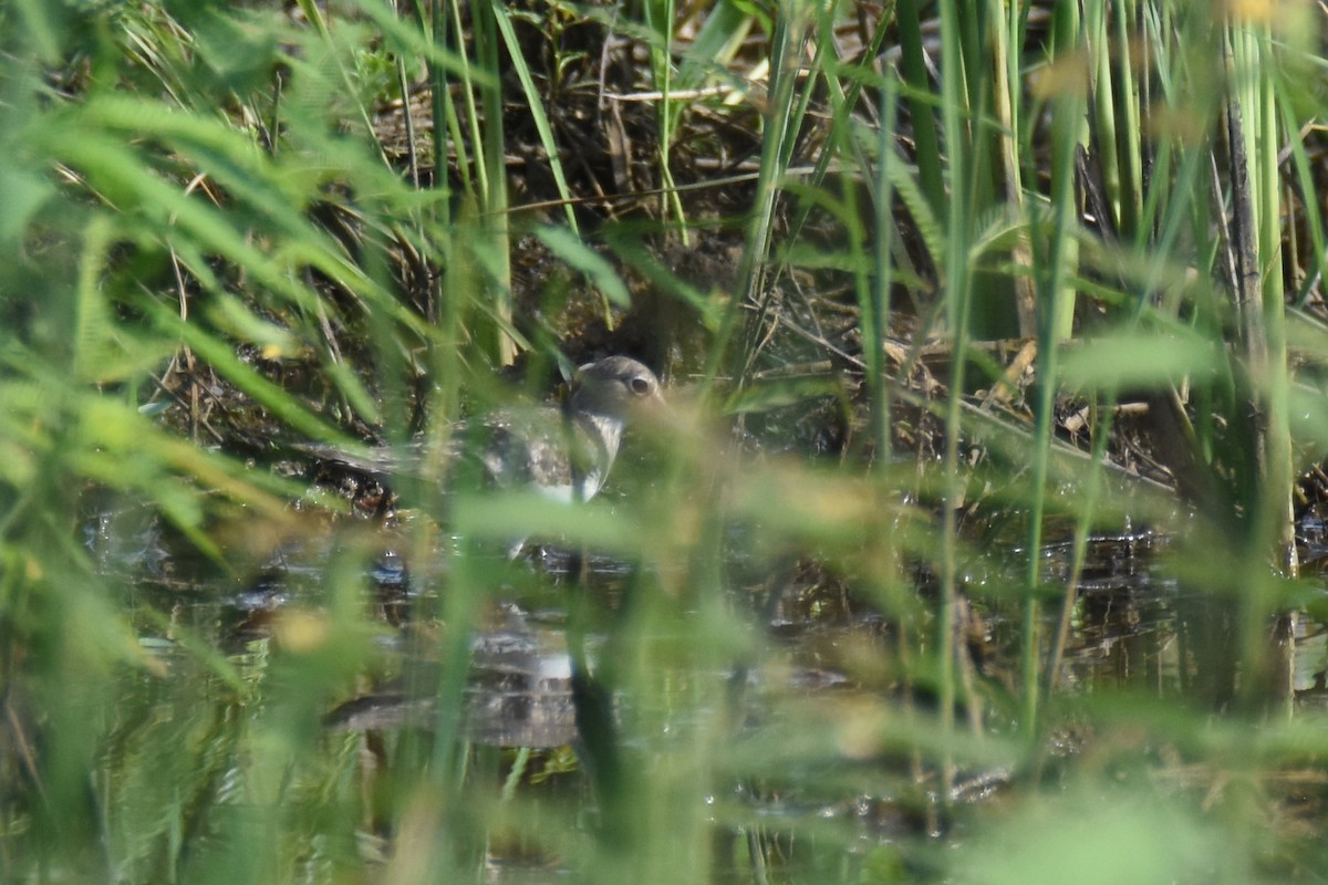 Solitary Sandpiper - ML518378851