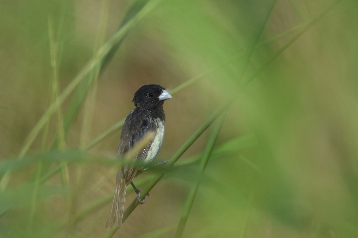 Yellow-bellied Seedeater - ML518378871