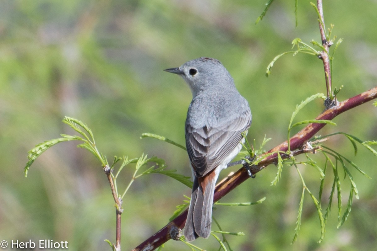 Lucy's Warbler - Herb Elliott