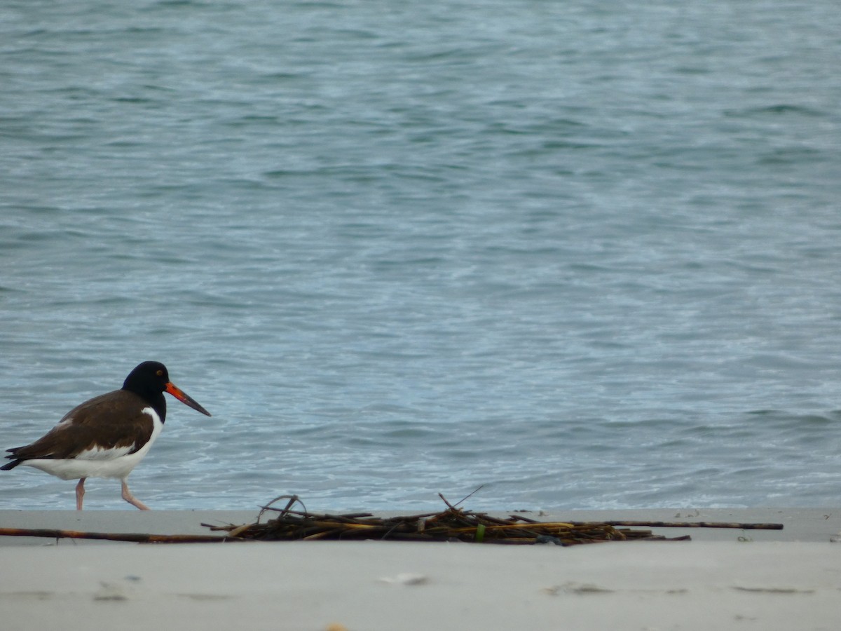 American Oystercatcher - ML518379341