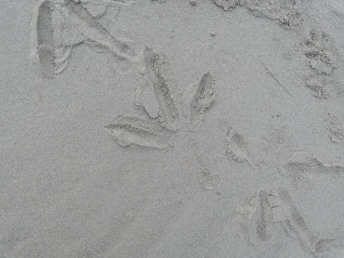 American Oystercatcher - ML518379401