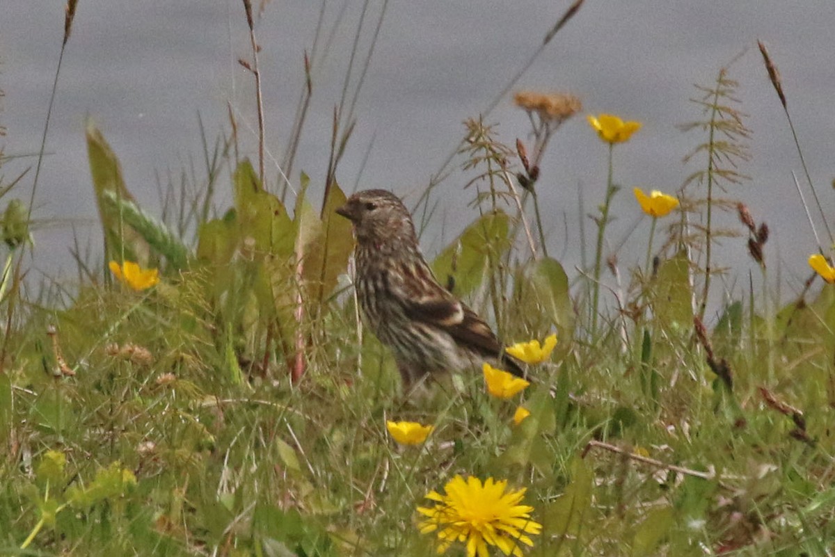 Common Redpoll - ML518381071