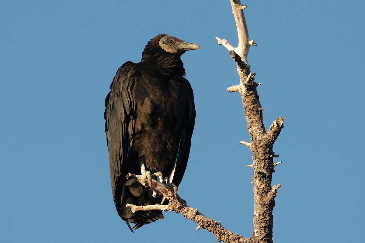 Black Vulture - ML518381121