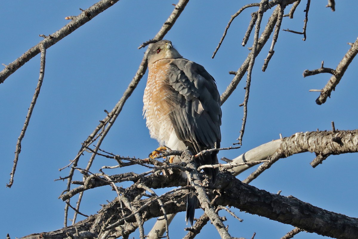 Cooper's Hawk - ML518381181