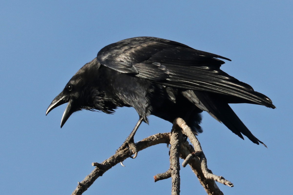 Chihuahuan Raven - ML518381211