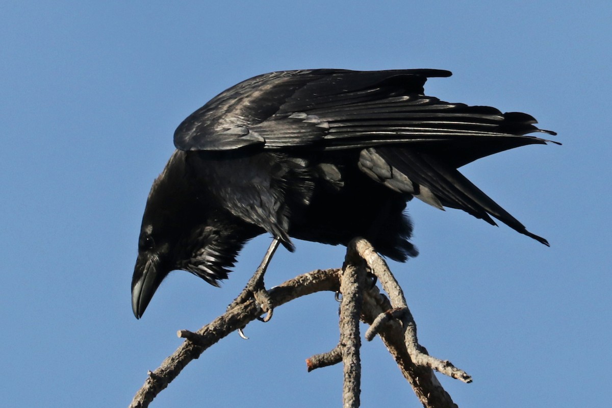 Chihuahuan Raven - ML518381221