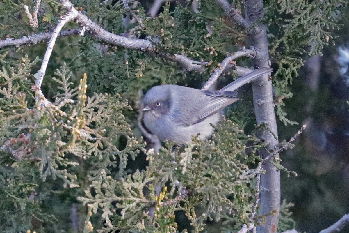 Bushtit (Interior) - ML518381281