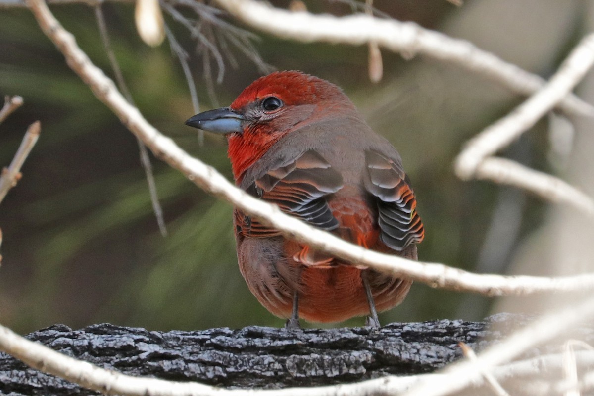 Hepatic Tanager (Northern) - ML518381441
